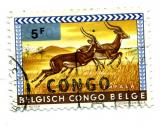 CONGO černý pretisk na zn. Belgish Congo belge 
