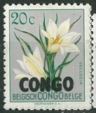 CONCO/Belg růz obr