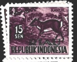 Riau růz nom